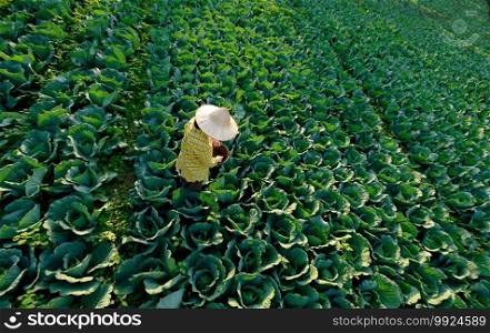 Female gardener hand giving chemical fertilizer to cabbage vegetable  plant at the plantation