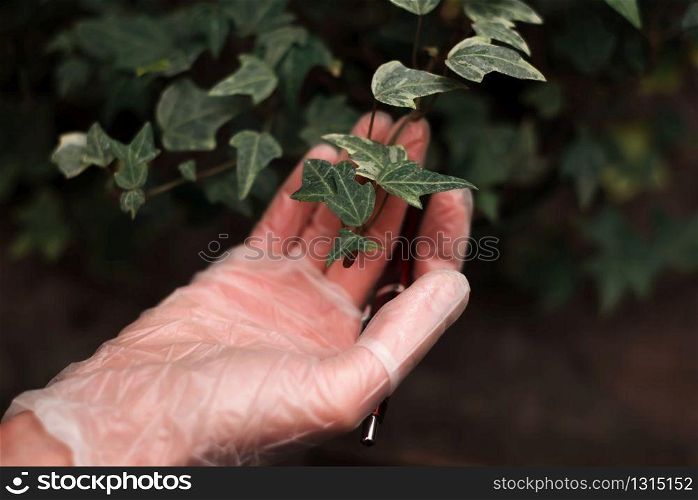 Female gardener hand in gloves holds branch of houseplant, closeup.