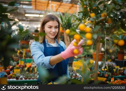 Female gardener in gloves and apron, home flowers selling, shop for gardening. Woman sells plants in florist store, seller