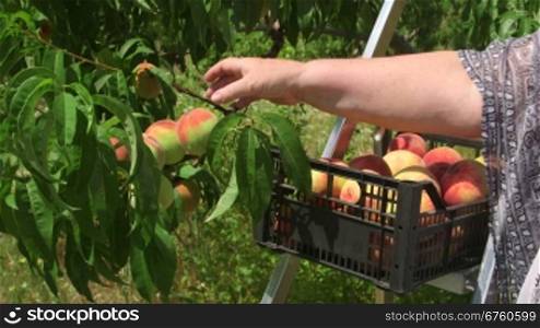 Female gardener reaping crop of peaches in the orchard
