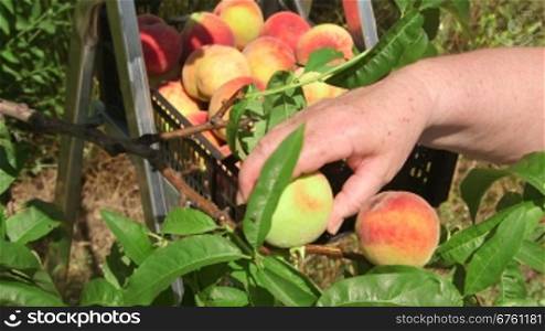 Female gardener reaping the crop of peaches in the orchard close-up