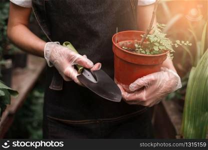 Female gardener&rsquo;s hands in gloves holding pot with plant and shovel.