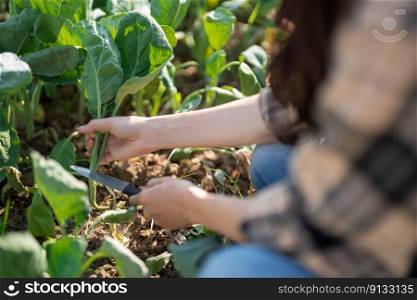 Female gardener using knife to cutting organic chinese kale in vegetables garden at home.