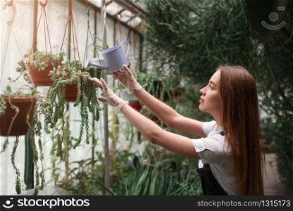 Female gardener watering plant in a pot from a watering can in greenhouse.. Gardener watering plant in greenhouse