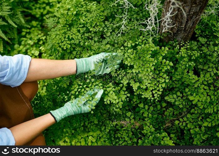 Female gardener wearing runner gloves cultivating green tree seedlings closeup view on hand touching bush. Garden work and horticulture concept. Closeup female gardener cultivating green tree seedlings