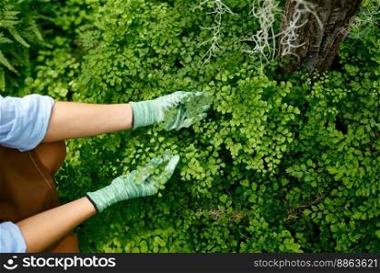 Female gardener wearing runner gloves cultivating green tree seedlings closeup view on hand touching bush. Garden work and horticulture concept. Closeup female gardener cultivating green tree seedlings