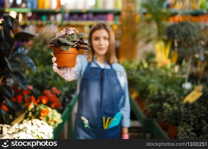 Female gardener with flower and garden spray shop for gardening. Woman sells plants in florist store, seller. Gardener with flower and garden spray, shop