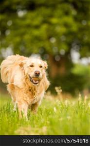 Female golden retriever running towards viewer in fields of green grass, with a tennis ball in the mouth