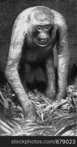 Female gorilla in its , vintage engraved illustration. From the Universe and Humanity, 1910.