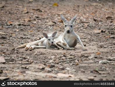 female gray kangaroo with joey in pouch