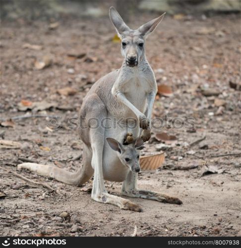 female gray kangaroo with joey in pouch