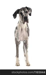 female great dane in front of white background