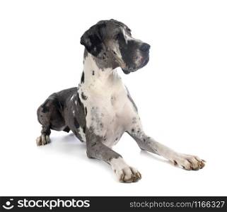 female great dane in front of white background