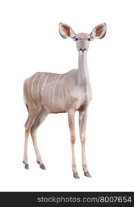 female greater kudu isolated on white background