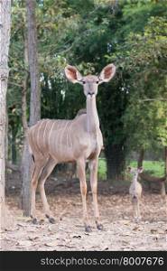 female greater kudu ( tragelaphus strepsiceros )