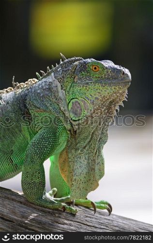 Female Green Iguana (Iguana iguana), face profile
