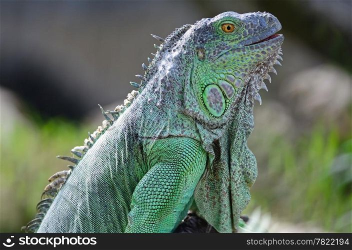 Female Green Iguana (Iguana iguana), head profile