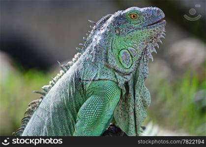 Female Green Iguana (Iguana iguana), head profile
