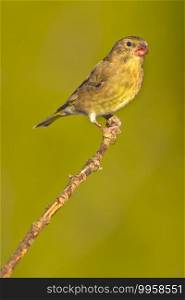 Female Greenfinch, Carduelis chloris, Forest Pond, Mediterranean Forest, Castile and Leon, Spain, Europe