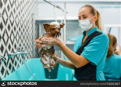 Female groomer holds cute little dog in foam, washing procedure, grooming salon. Woman with small pet prepares for haircut, groomed domestic animal