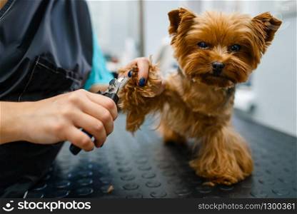 Female groomer with clippers cuts the claws of cute dog, grooming salon. Woman with small pet on haircut procedure, groomed domestic animal. Groomer with clippers cuts the claws of cute dog