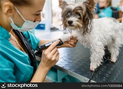 Female groomer with hair clipper cuts fur on dog paws, grooming salon. Woman makes hairstyle to small pet, groomed domestic animal. Female groomer with hair clipper, grooming salon