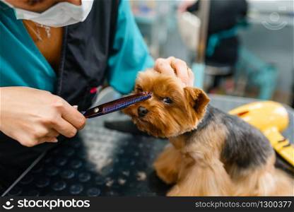 Female groomer with scissors cuts hair of cute dog after washing procedure, grooming salon. Woman makes hairstyle to small pet, groomed domestic animal. Female groomer with scissors cuts hair of cute dog