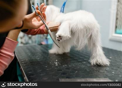 Female groomer with scissors cuts hair on dog paws, grooming salon. Woman makes hairstyle to small pet, groomed domestic animal