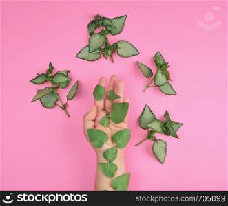 female hand and fresh green leaves of a plant on a pink background, top view. Concept of natural care cosmetics for skin against wrinkles and aging