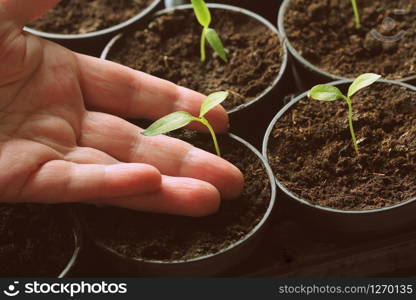 Female hand hold a young seedling of pepper. Young paprika seedling sprouts in the pots. Gardening concept.