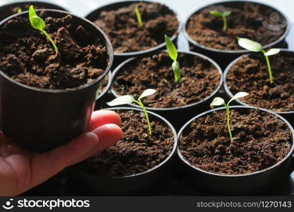 Female hand hold a young seedling of pepper. Young paprika seedling sprouts in the pots. Gardening concept.