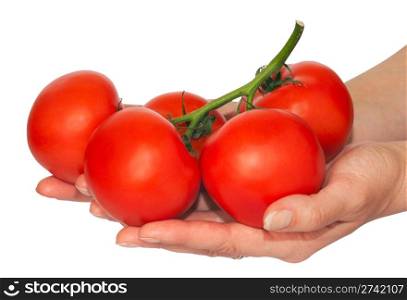 female hand holding a branch of red juicy tomatoes (isolated on white, with path)
