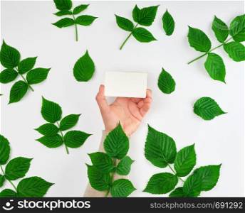 female hand holding a stack of white empty paper business cards and fresh green leaves of raspberry on a white background, top view