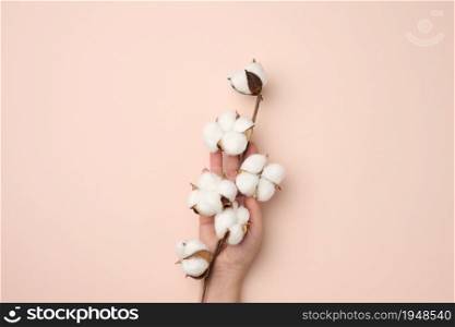 female hand holding a twig with cotton flowers on a beige background, close up