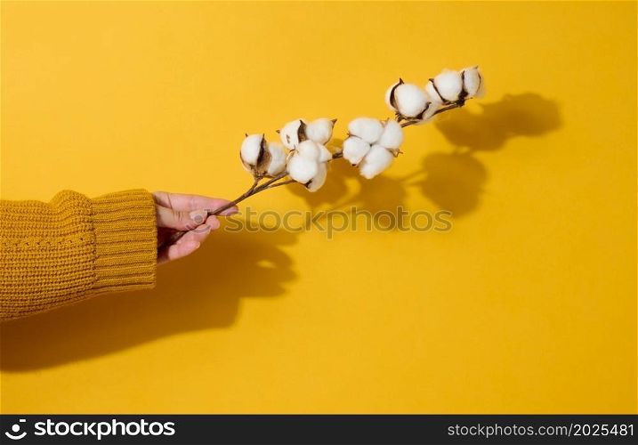 female hand holding a twig with cotton flowers on a yellow background, close up