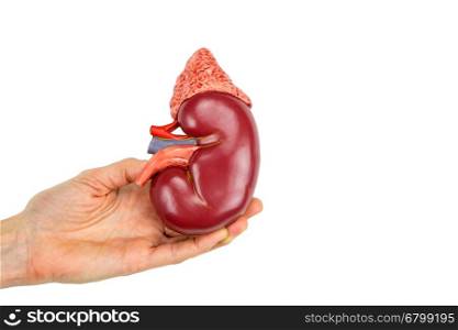 Female hand holding kidney model isolated on white background