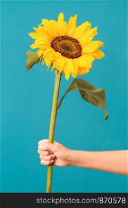 Female hand holding one sunflower over a blue background