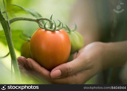 Female hand holding tomato on organic farm