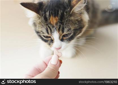 female hand holds out a heart-shaped vitamin candy to the cat.