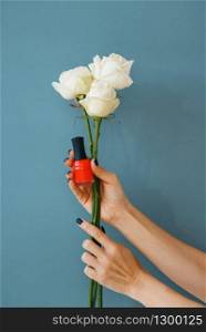 Female hand holds red nail varnish and white roses, blue background. Beauty salon service, professional manicure, fingernail care