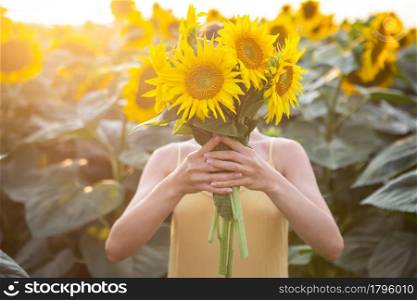 Female hand in a large field of sunflowers holding a large bouquet of sunflowers in the field. Female hand in a large field of sunflowers holding a large bouquet of sunflowers in the field.