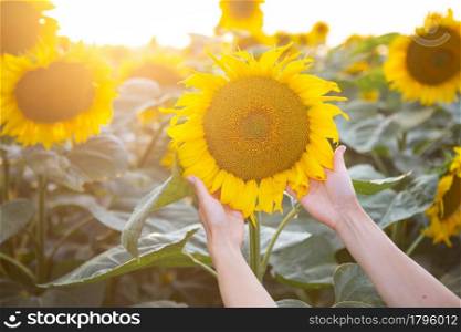 Female hand in a large field of sunflowers holding one large flower in the field. Female hand in a large field of sunflowers holding one large flower in the field.