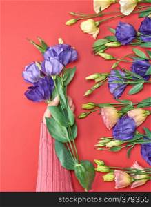 female hand in a pink sweater holding a branch of a blue flower Eustoma Lisianthus on a red background, top view