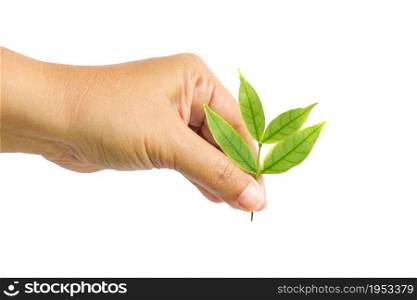 Female Hand Pick Up The Leaf Isolated On White Background