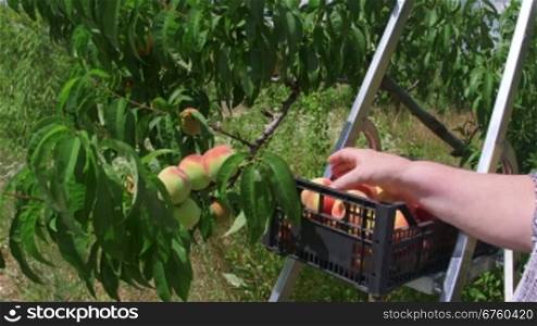 Female hand picking peaches from a tree in the orchard