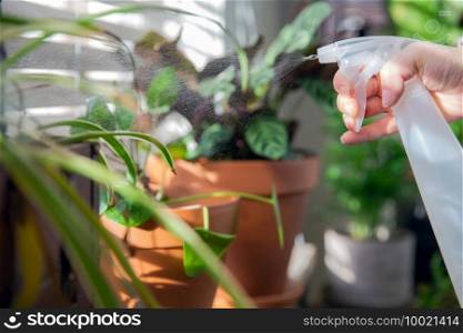 Female hand spraying water on indoor house plant on window sill with water spray bottle, take care of green house plants modern interior decoration cozy home. Female hand spraying water on indoor house plant on window sill with water spray bottle, take care of green house plants modern interior decoration