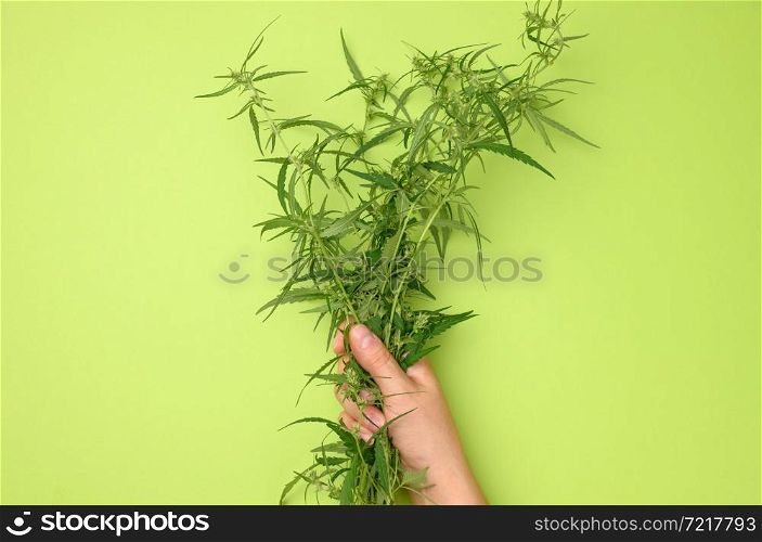female hands are holding a hemp bush. Concept of searching for alternative treatments, medical cannabis treatment