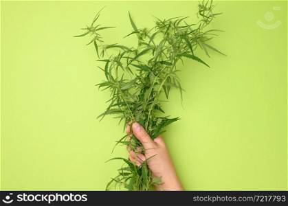 female hands are holding a hemp bush. Concept of searching for alternative treatments, medical cannabis treatment