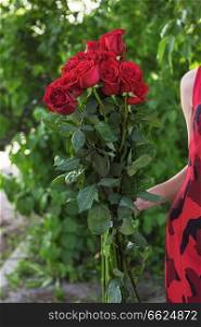 Female hands holding beauty bouquet of red roses on blurred green background. Female hands holding beauty bouquet of red roses