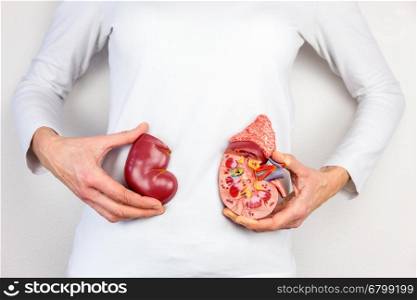 Female hands holding model of human kidney organ in front of body